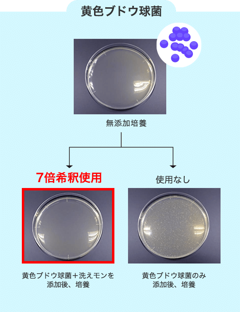 黄色ブドウ球菌